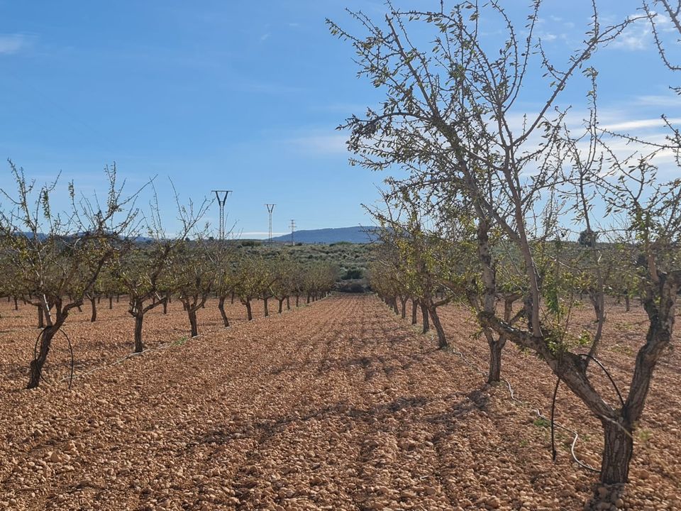 Helårsgrund i Pinoso, Alicante - foto 5
