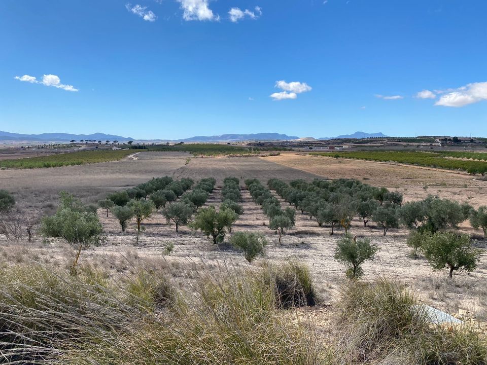 Helårsgrund i Pinoso, Alicante - foto 1