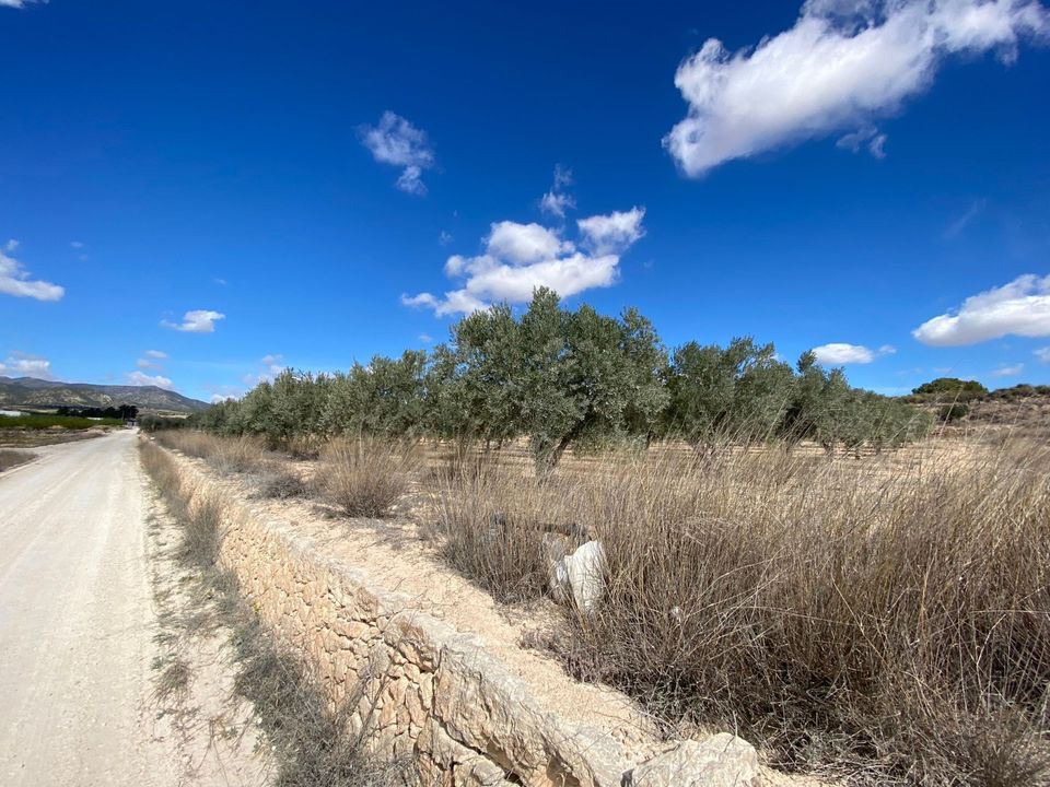 Helårsgrund i Pinoso, Alicante - foto 5
