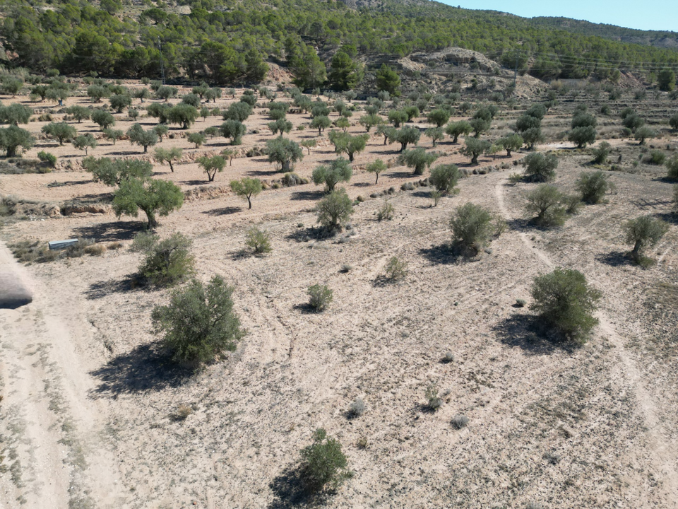 Helårsgrund i Pinoso, Alicante - foto 3