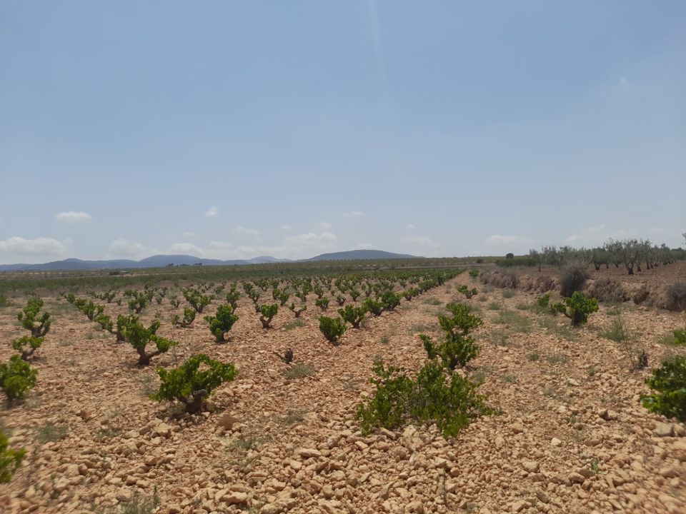 Helårsgrund i Pinoso, Alicante - foto 1