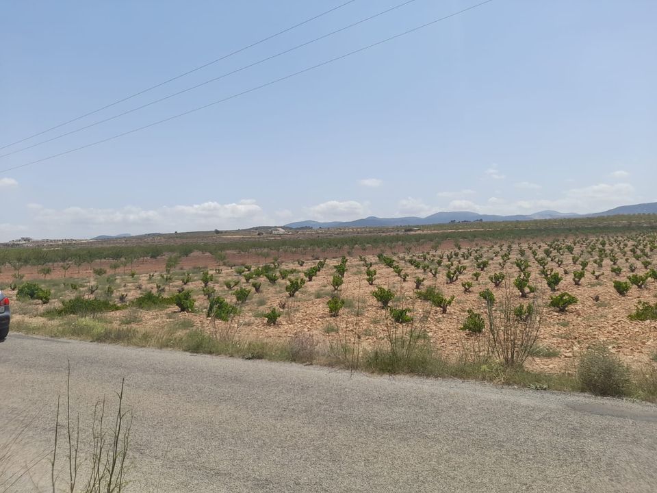Helårsgrund i Pinoso, Alicante - foto 2