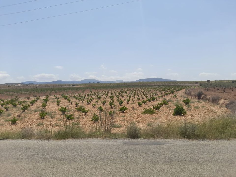 Helårsgrund i Pinoso, Alicante - foto 3