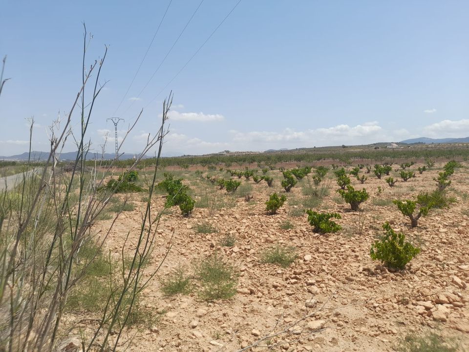 Helårsgrund i Pinoso, Alicante - foto 4