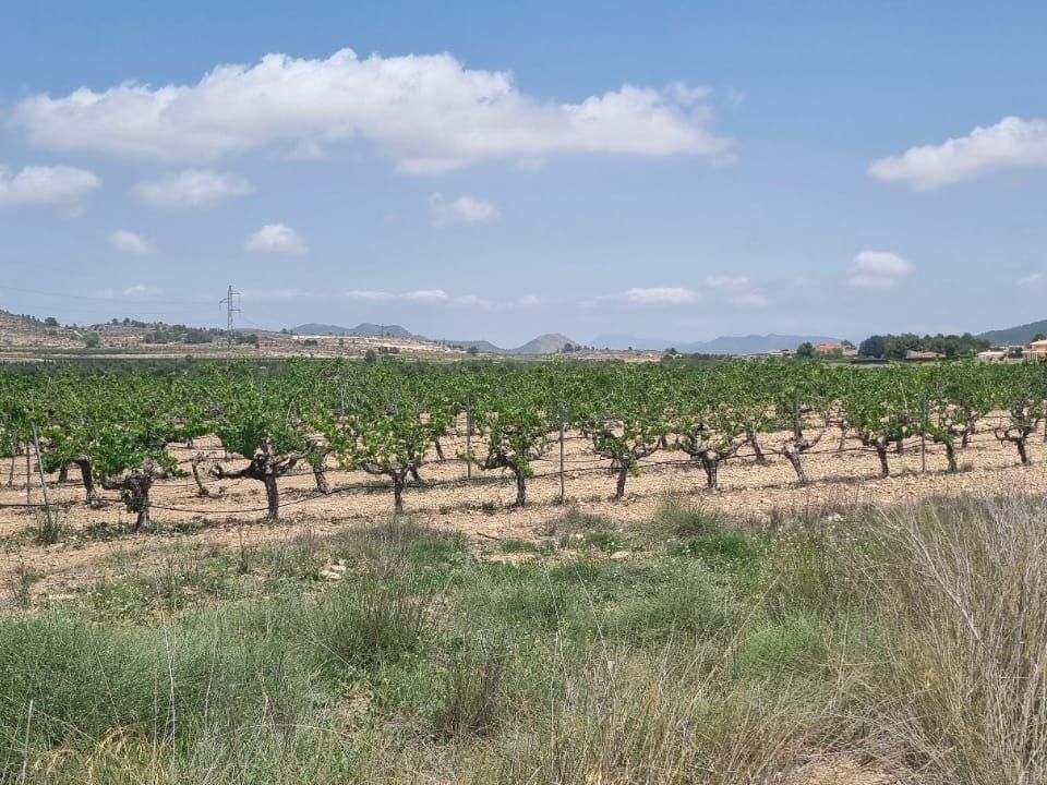 Helårsgrund i Pinoso, Alicante - foto 3