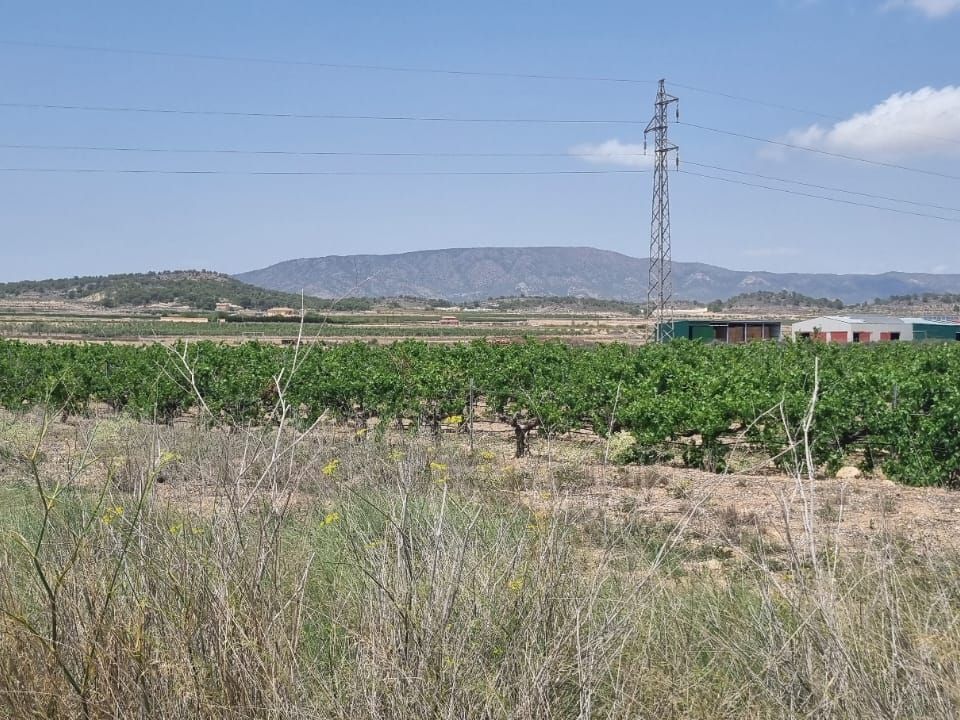 Helårsgrund i Pinoso, Alicante - foto 5