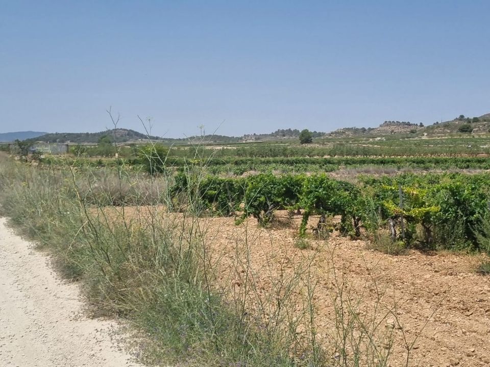 Helårsgrund i Pinoso, Alicante - foto 3
