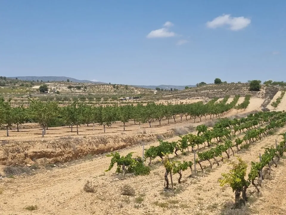Helårsgrund i Pinoso, Alicante - foto 4