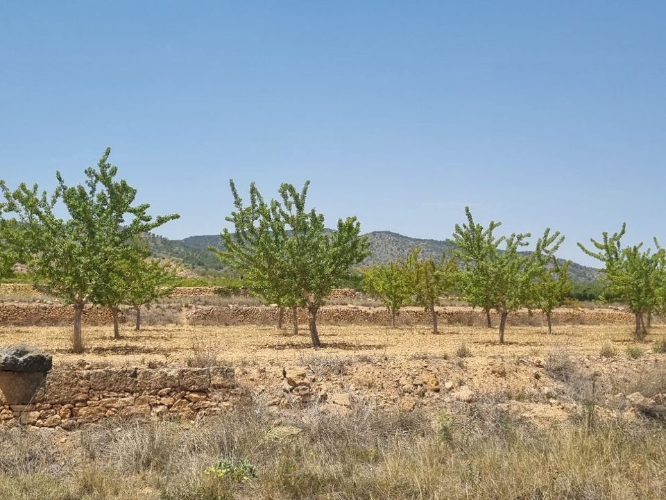 Helårsgrund i Yecla, Murcia - foto 1
