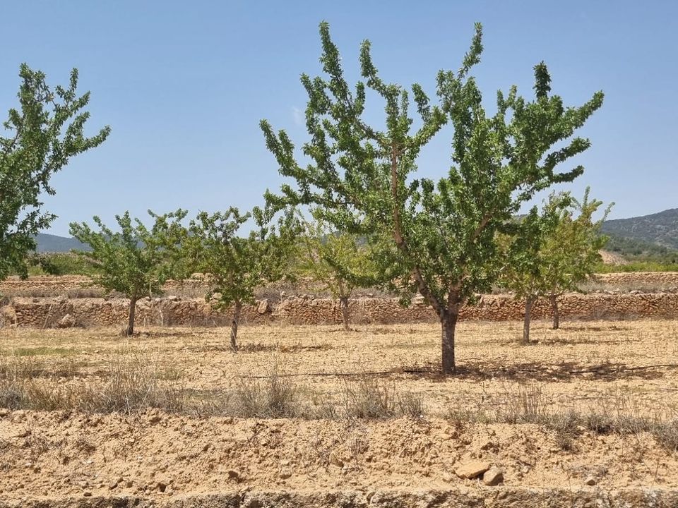 Helårsgrund i Yecla, Murcia - foto 4