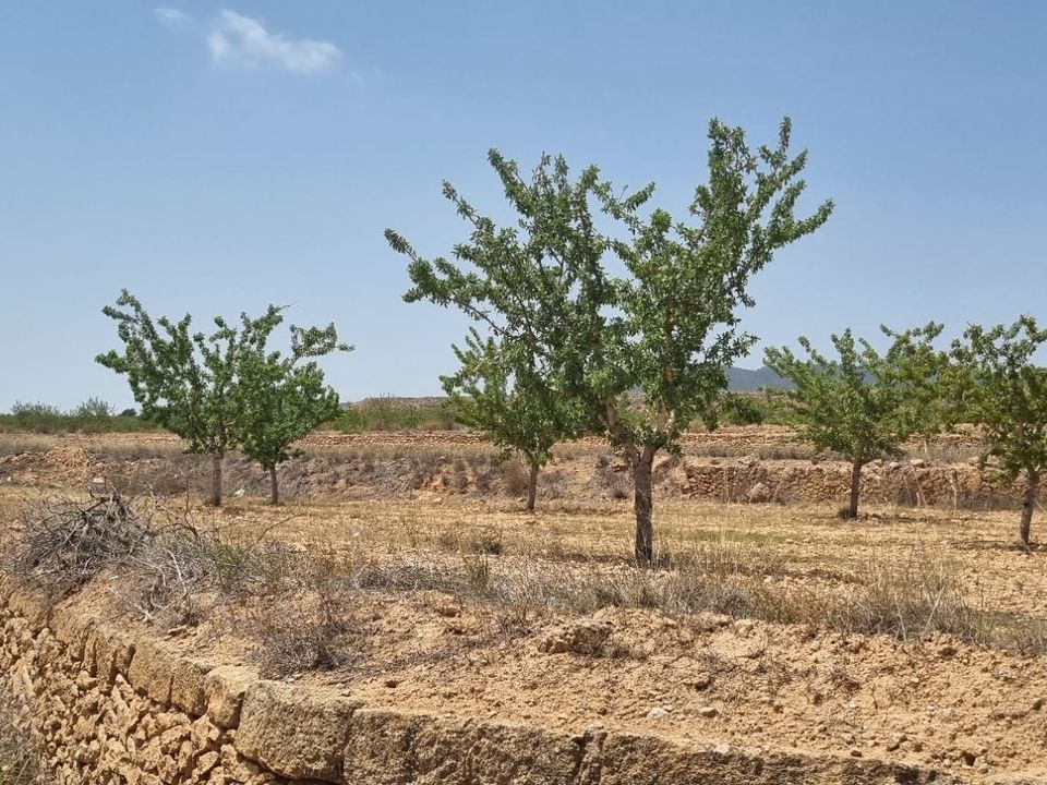 Helårsgrund i Yecla, Murcia - foto 5