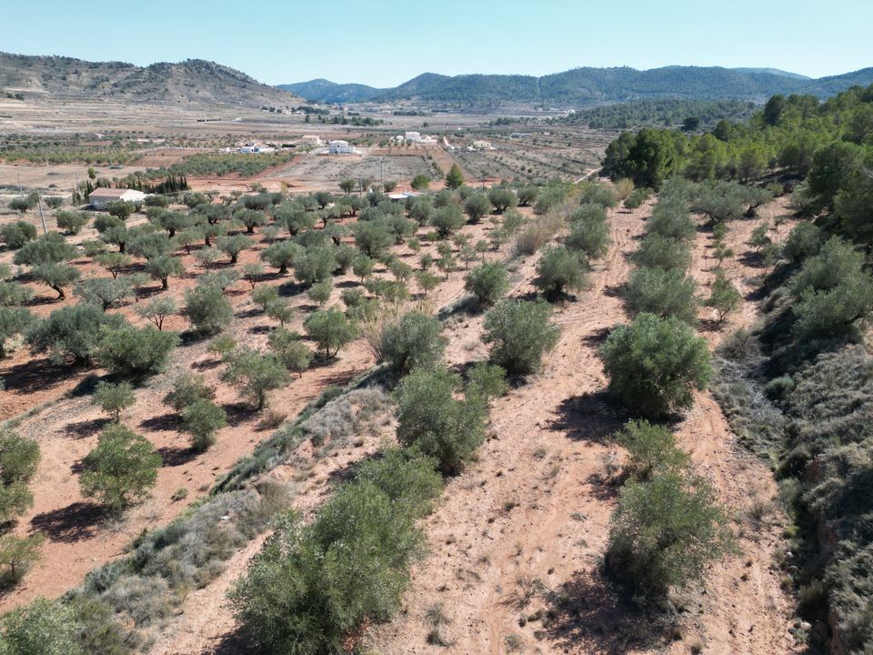 Helårsgrund i Pinoso, Alicante - foto 4