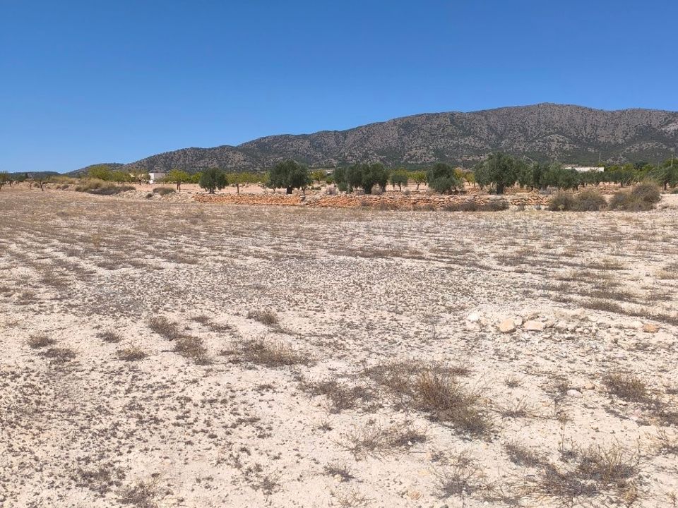 Helårsgrund i Pinoso, Alicante - foto 4