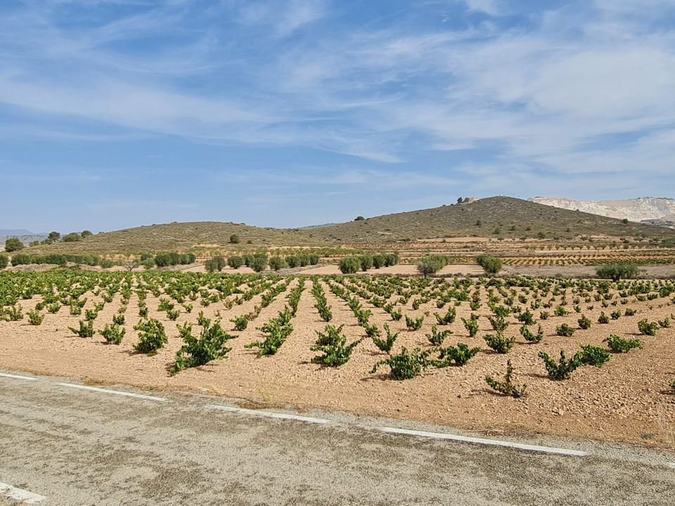 Tomt i Abanilla, Murcia - bilde 2
