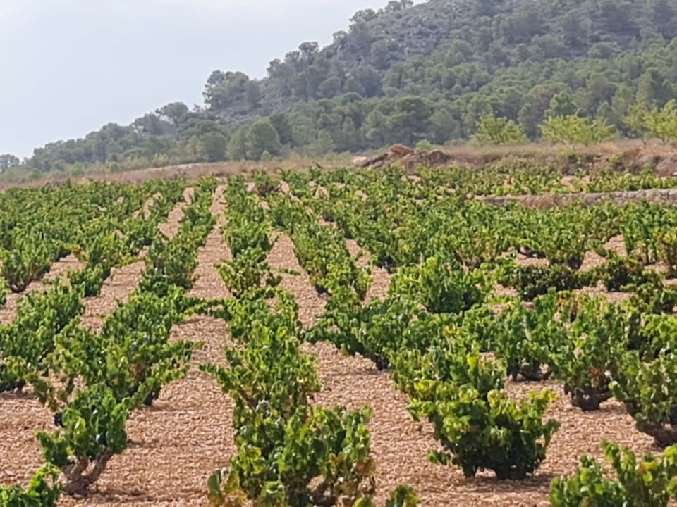 Tomt i Abanilla, Murcia - bilde 3