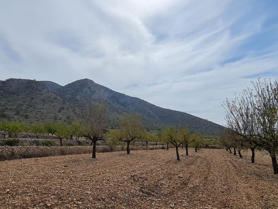 Tomt i Alguena, Alicante - bilde 3