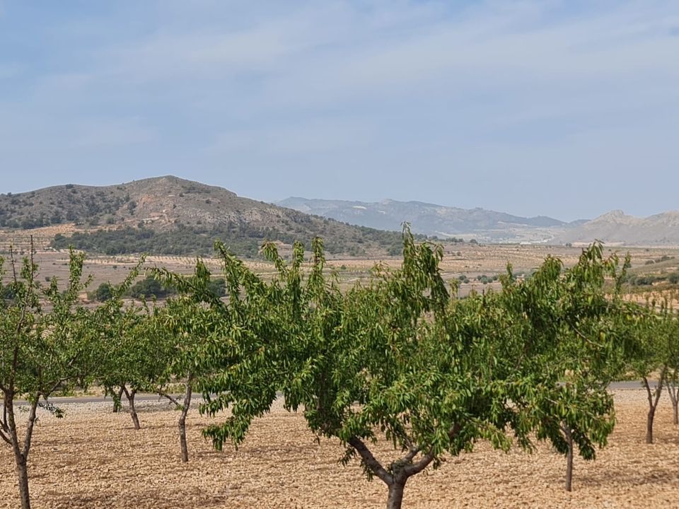 Tomt i Alguena, Alicante - bilde 4