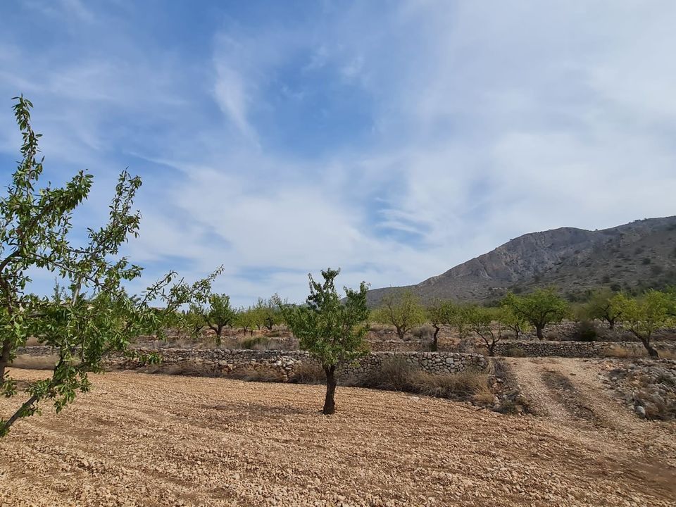 Tomt i Alguena, Alicante - bilde 5