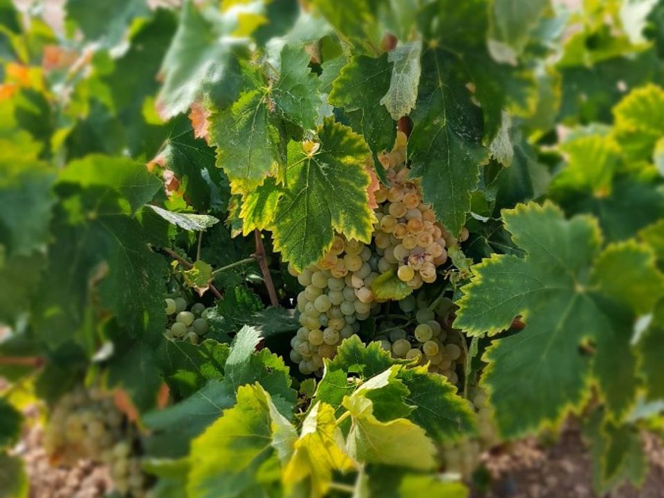 Terra a Abanilla, Murcia - foto 1