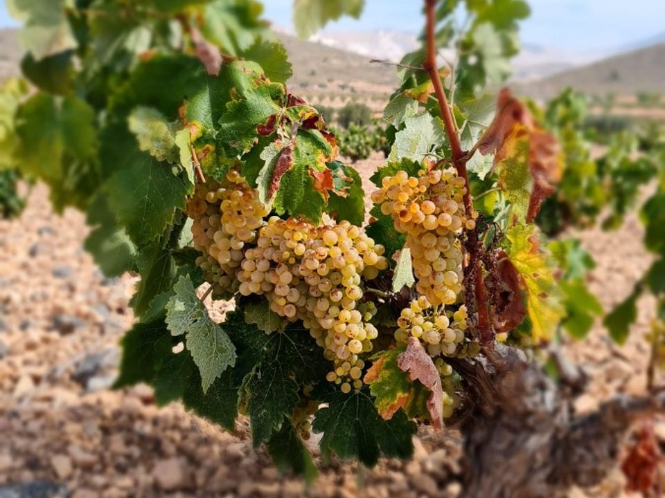 Terra a Abanilla, Murcia - foto 2