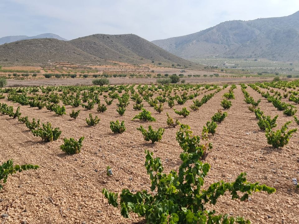 Terra a Abanilla, Murcia - foto 3