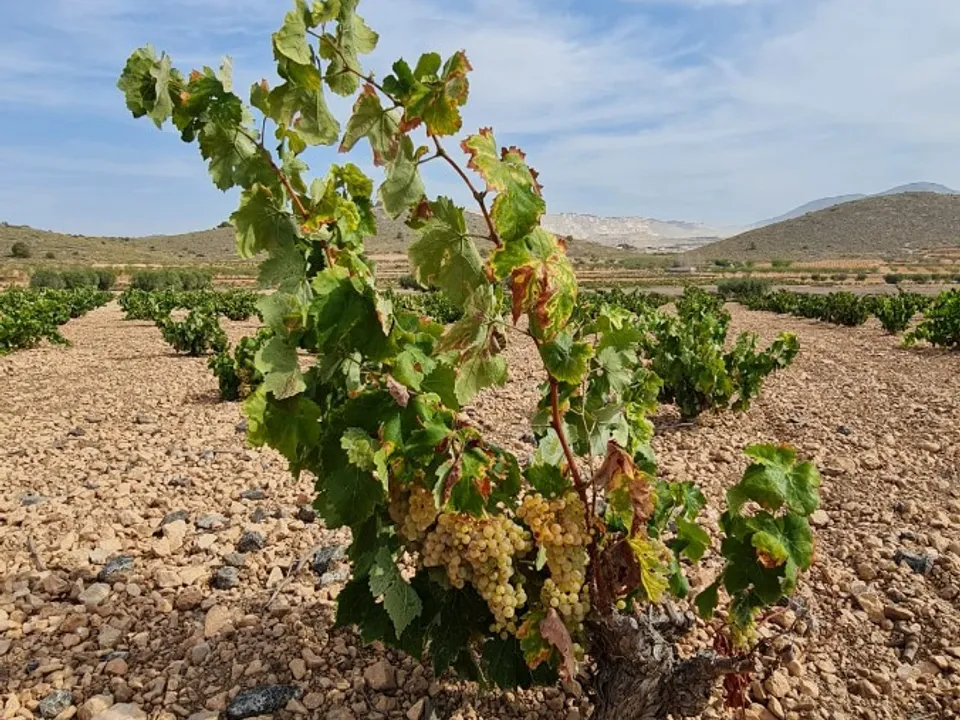 Terra a Abanilla, Murcia - foto 4