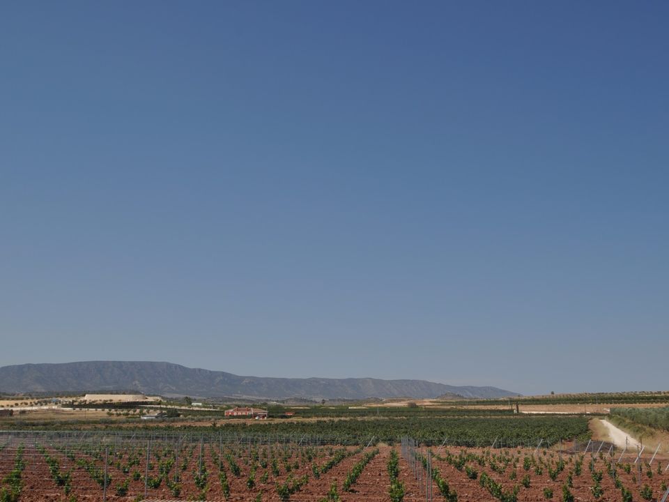 Helårsgrund i Pinoso, Alicante - foto 3