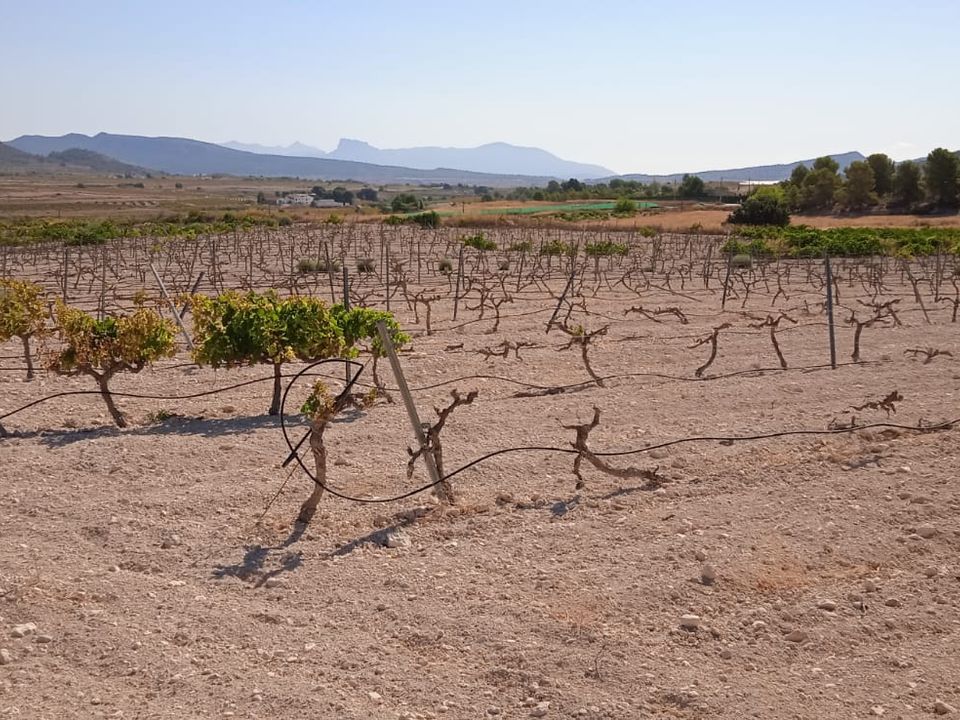 Helårsgrund i Pinoso, Alicante - foto 1