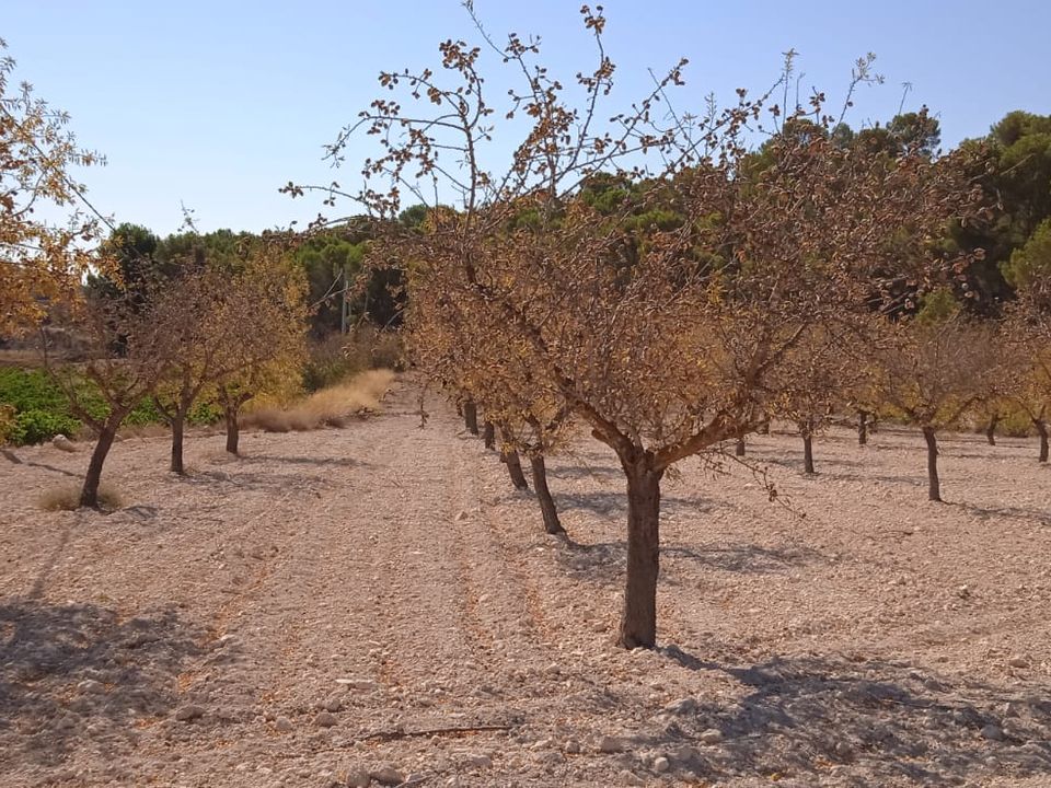 Helårsgrund i Pinoso, Alicante - foto 3