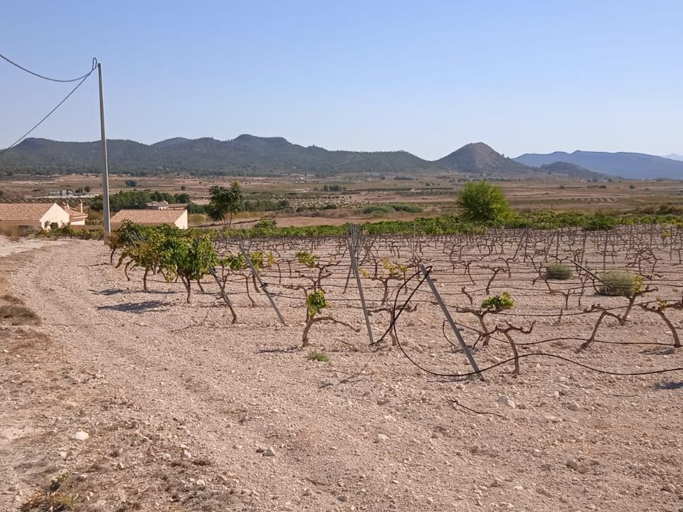 Helårsgrund i Pinoso, Alicante - foto 4