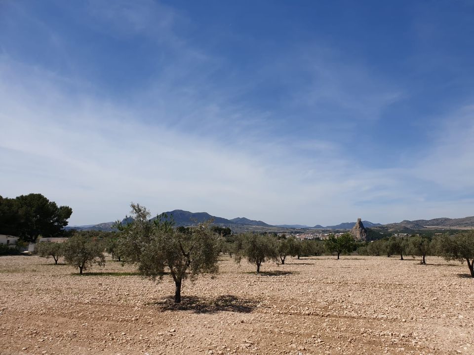 Helårsgrund i Sax, Alicante - foto 1