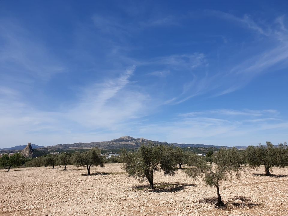 Helårsgrund i Sax, Alicante - foto 3