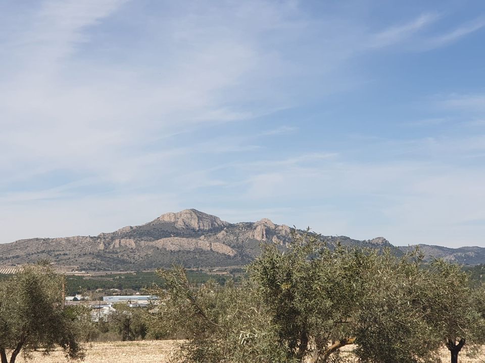 Helårsgrund i Sax, Alicante - foto 4