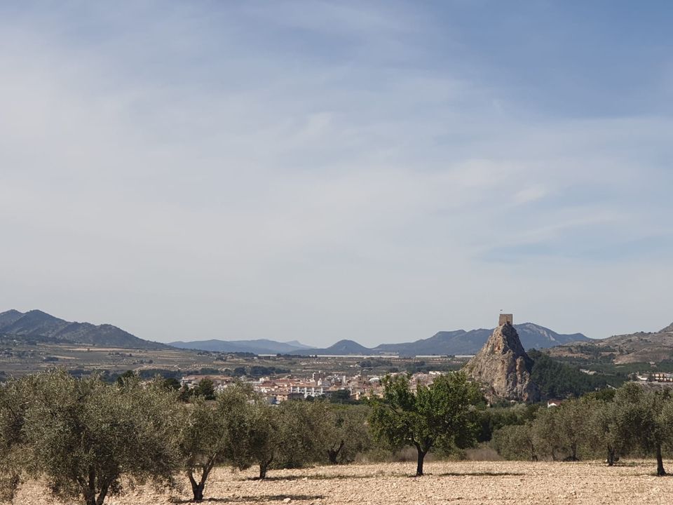 Helårsgrund i Sax, Alicante - foto 5