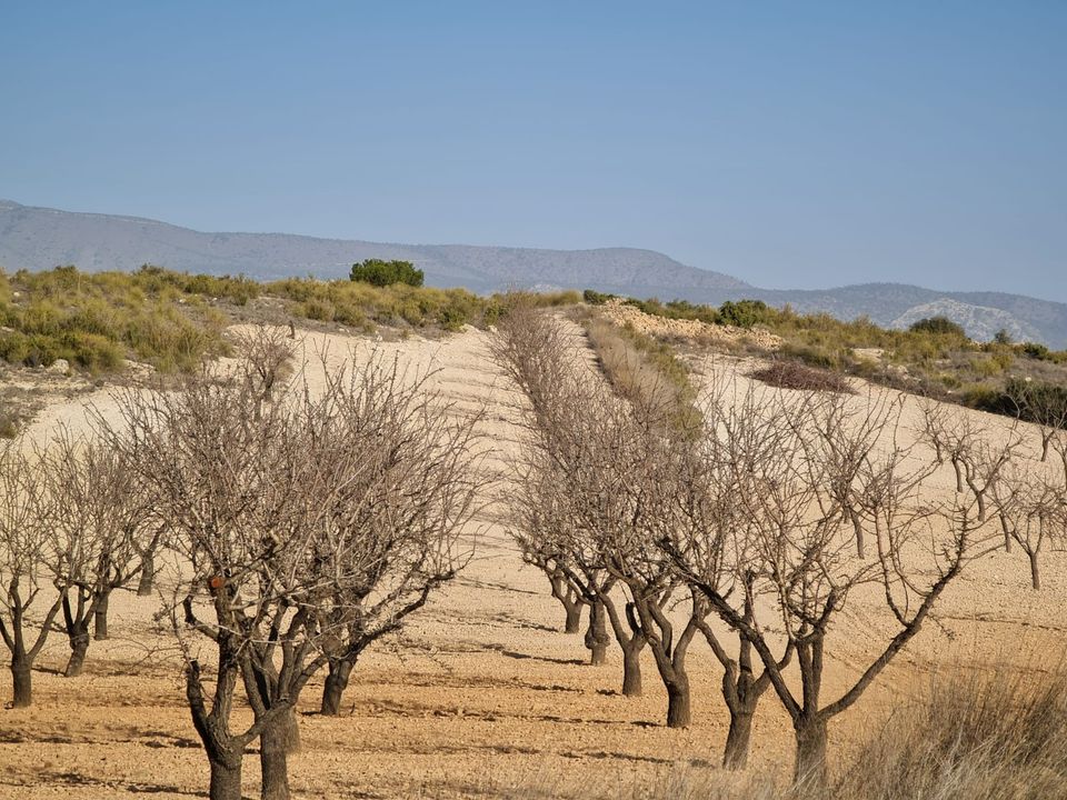 Tomt i Jumilla, Murcia - bilde 1