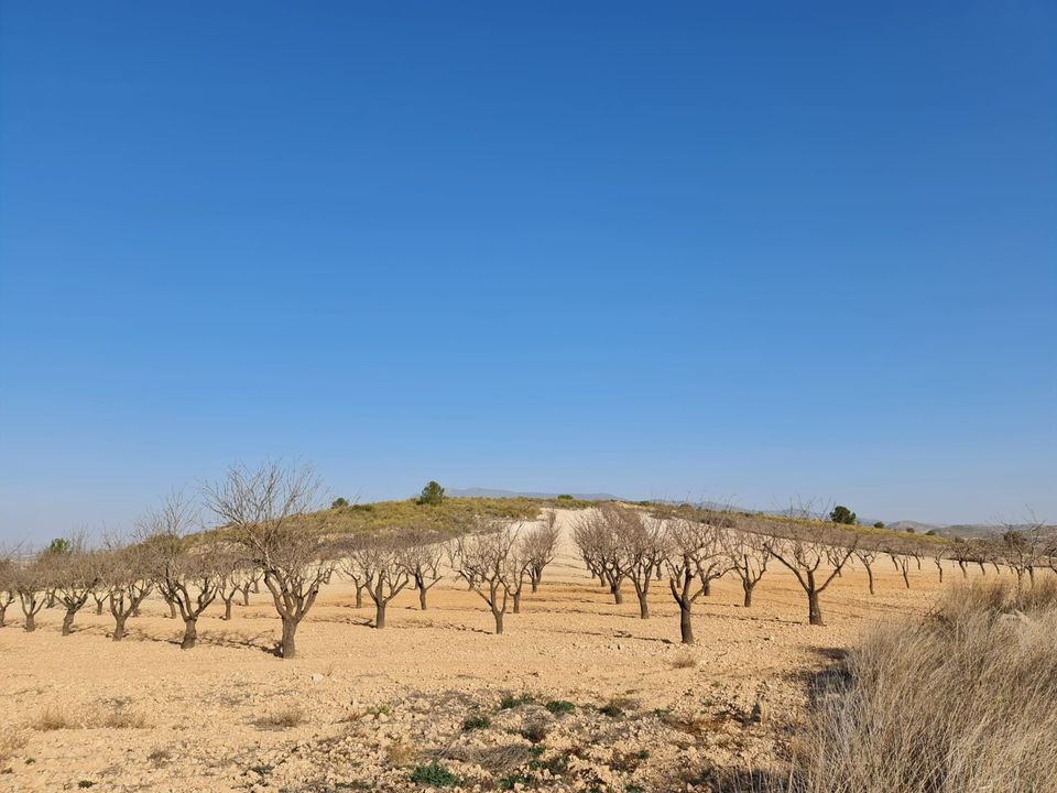 Tomt i Jumilla, Murcia - bilde 2
