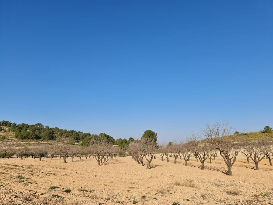 Tomt i Jumilla, Murcia - bilde 4