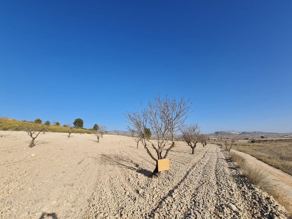 Tomt i Jumilla, Murcia - bilde 1