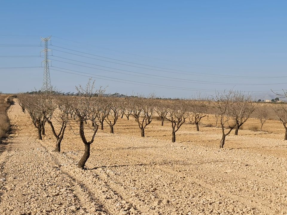 Terreno en Jumilla, Murcia - foto 1