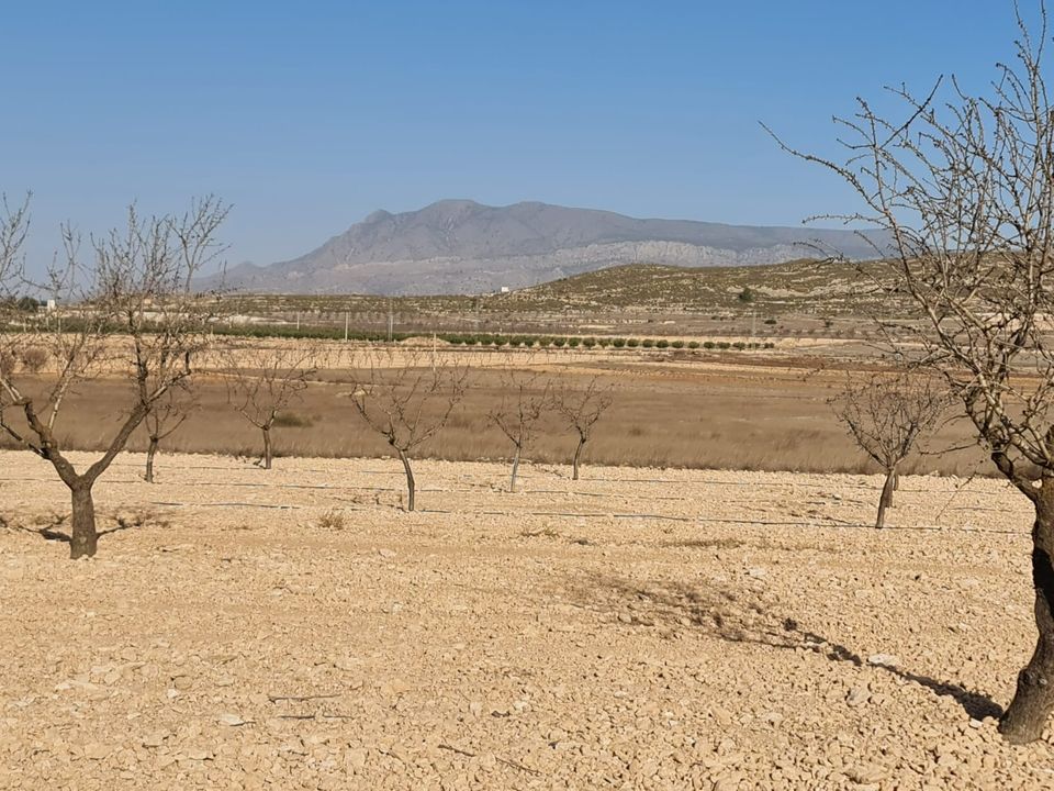 Terreno en Jumilla, Murcia - foto 2