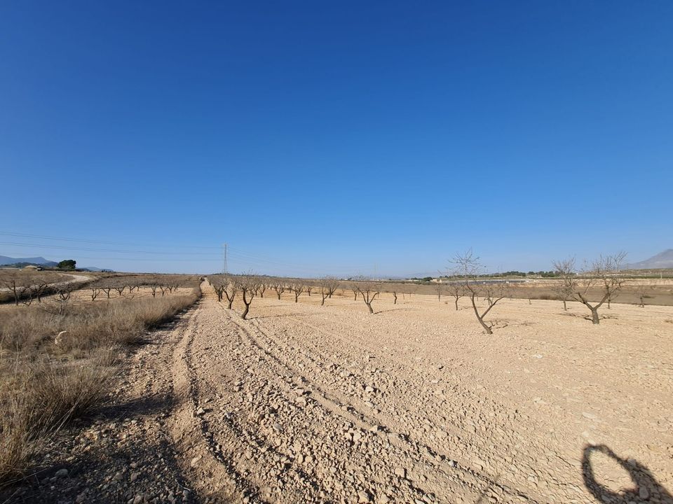 Terreno en Jumilla, Murcia - foto 5