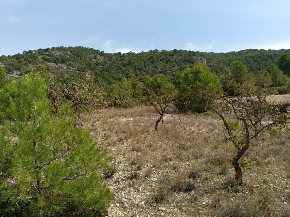 Helårsgrund i Abanilla, Murcia - foto 3