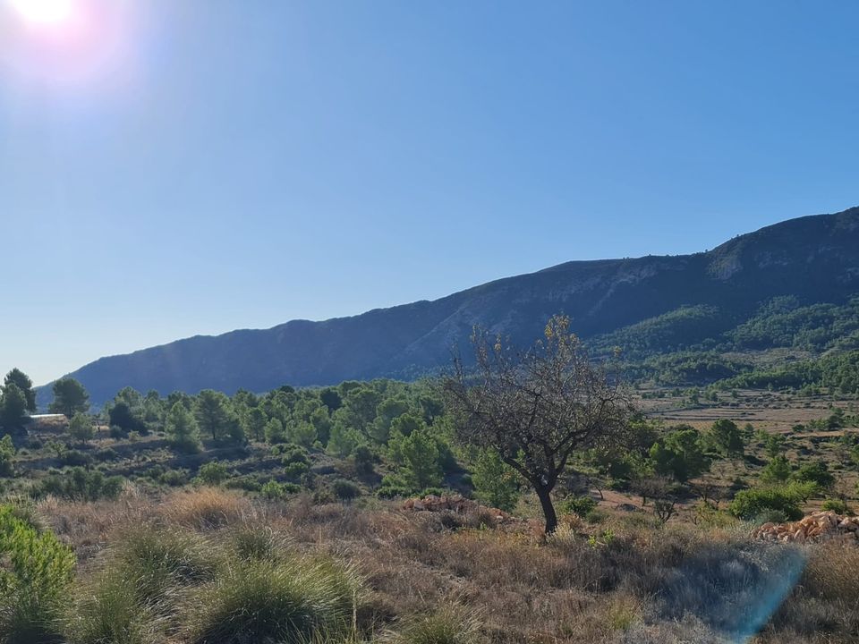 Helårsgrund i La Romana, Alicante - foto 4