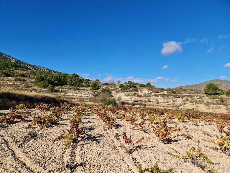 Helårsgrund i La Romana, Alicante - foto 3