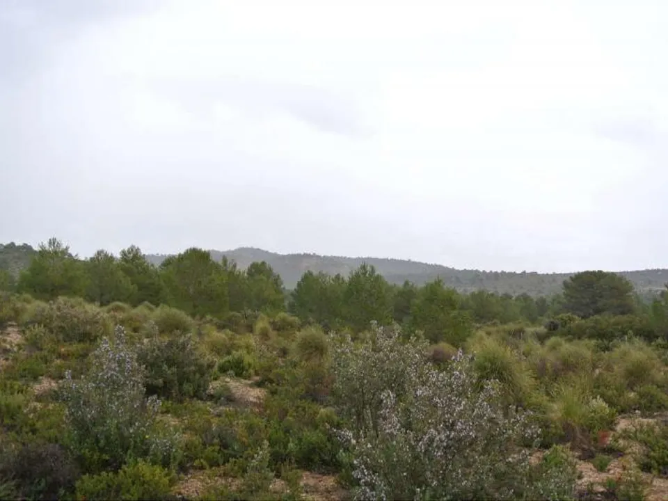 Helårsgrund i Yecla, Murcia - foto 3