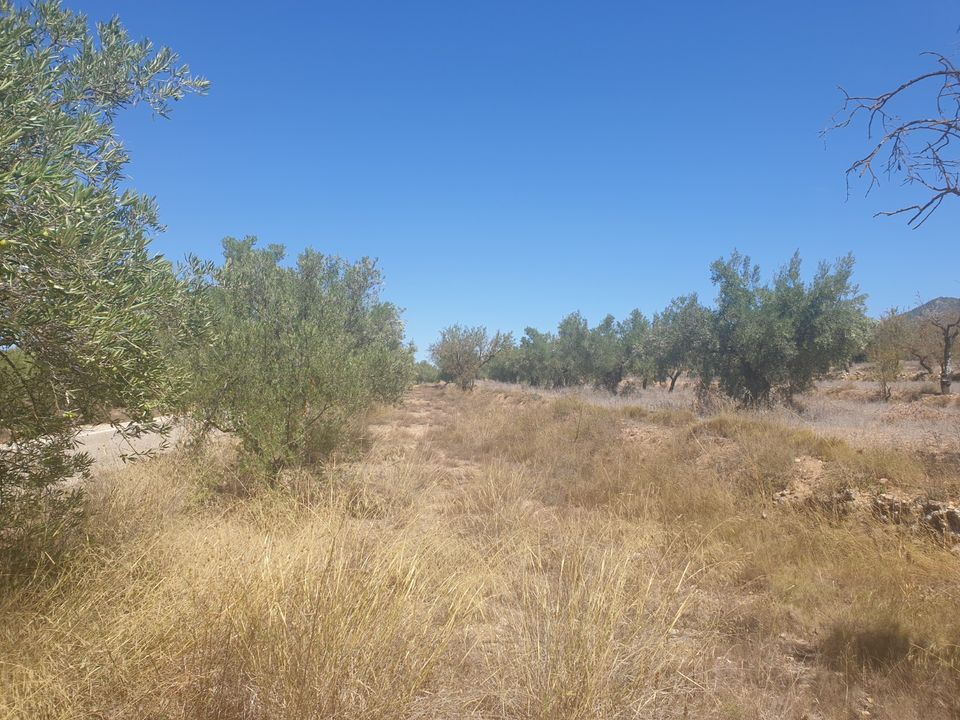 Tomt i Biar, Alicante - bilde 2
