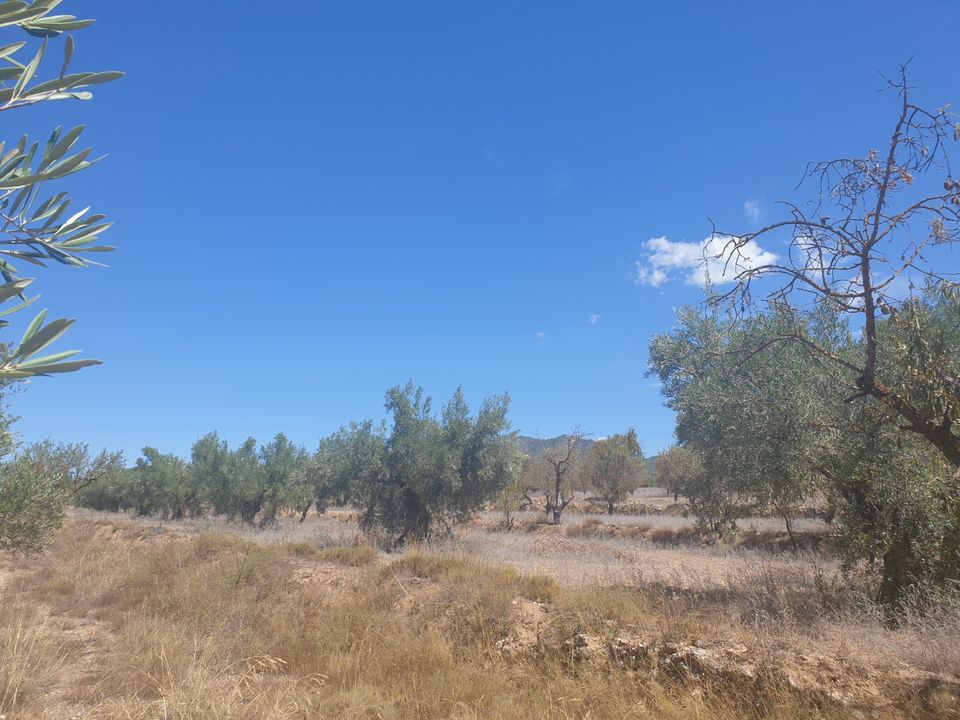 Tomt i Biar, Alicante - bilde 3