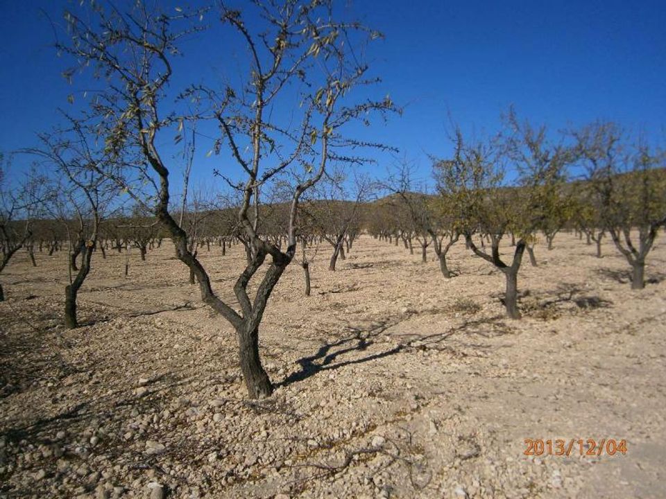 Helårsgrund i Yecla, Murcia - foto 2