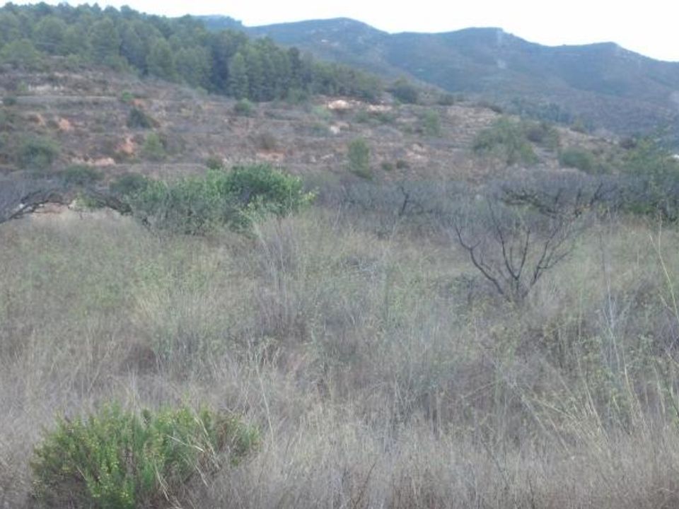 Helårsgrund i Gandia, Valencia - foto 4