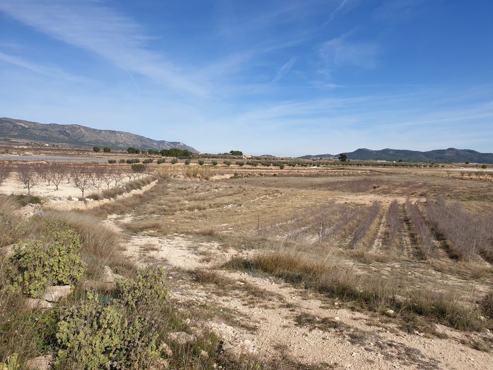 Helårsgrund i Pinoso, Alicante - foto 4